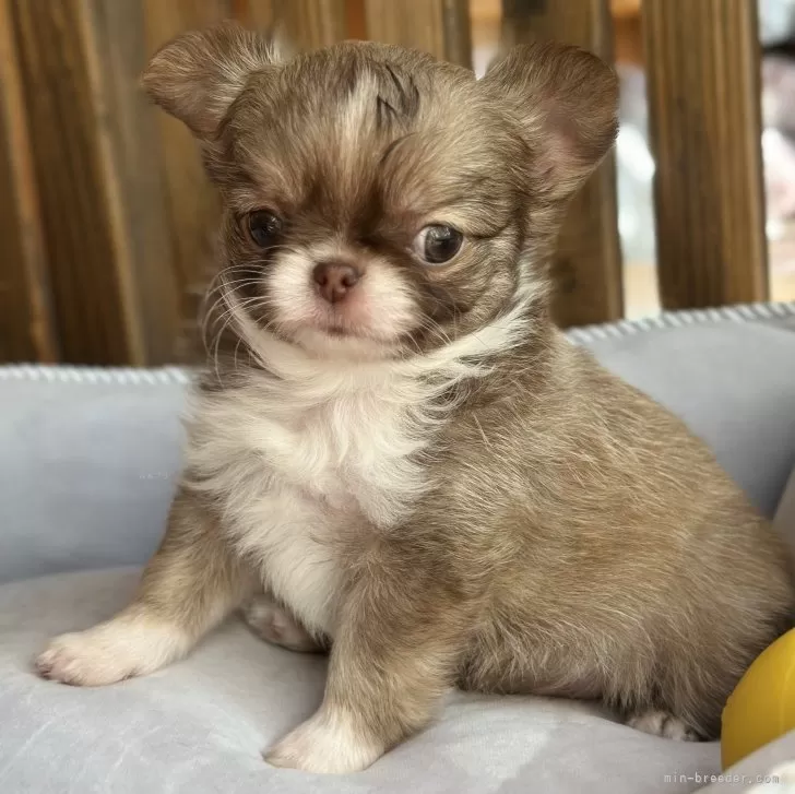 ID：2412-00357の子犬