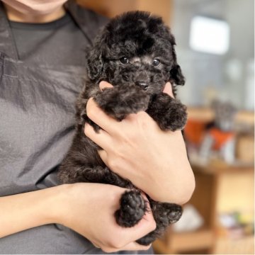 トイプードル(トイ)【岡山県・男の子・2025年9月30日・シルバー】の写真「人が大好きすぎるシルバーベビちゃん」