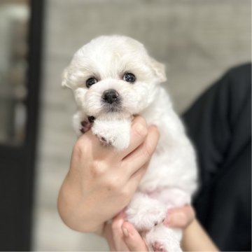 ビションフリーゼ【岡山県・女の子・2025年9月13日・ホワイト】の写真「父は韓国ミニビションちゃん🤍」