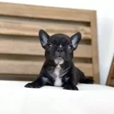 フレンチブルドッグ