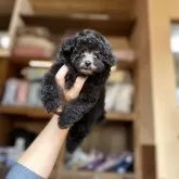 タイニープードル