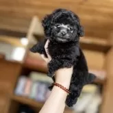 タイニープードル