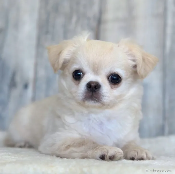 K.N 様のお迎えした子犬