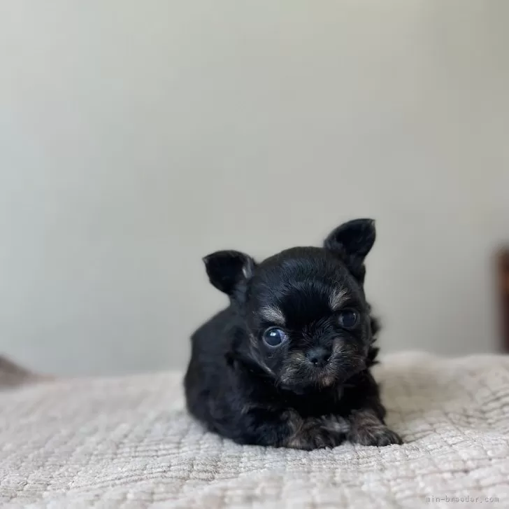 ID:2407-07900の子犬