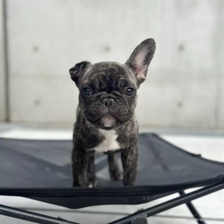 ゆみ 様のお迎えした子犬