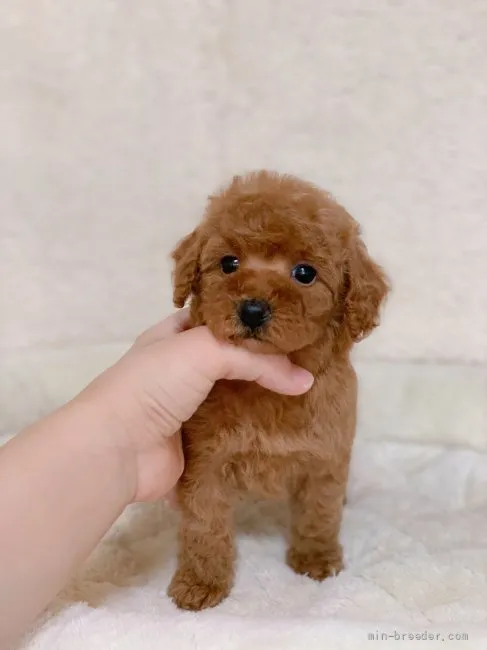 ID:2111-00136の子犬