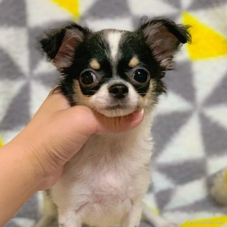 ID:2208-03771の子犬