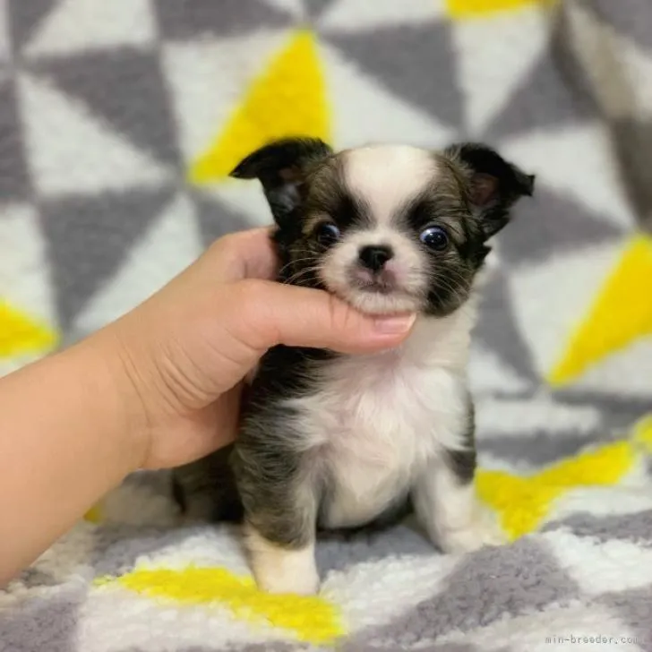 ID:2208-03362の子犬