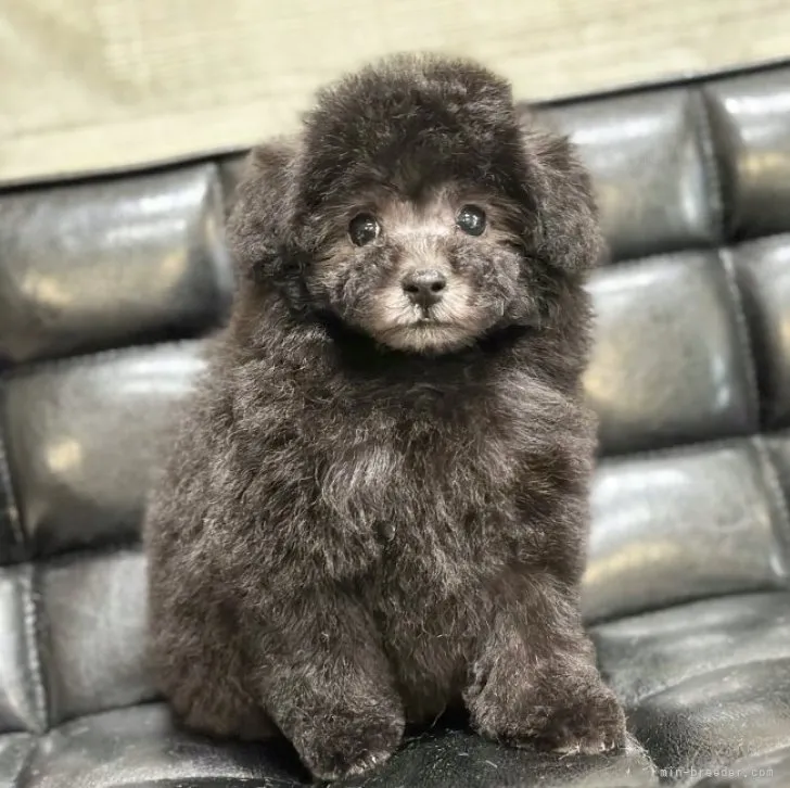 ID：2309-05600の子犬