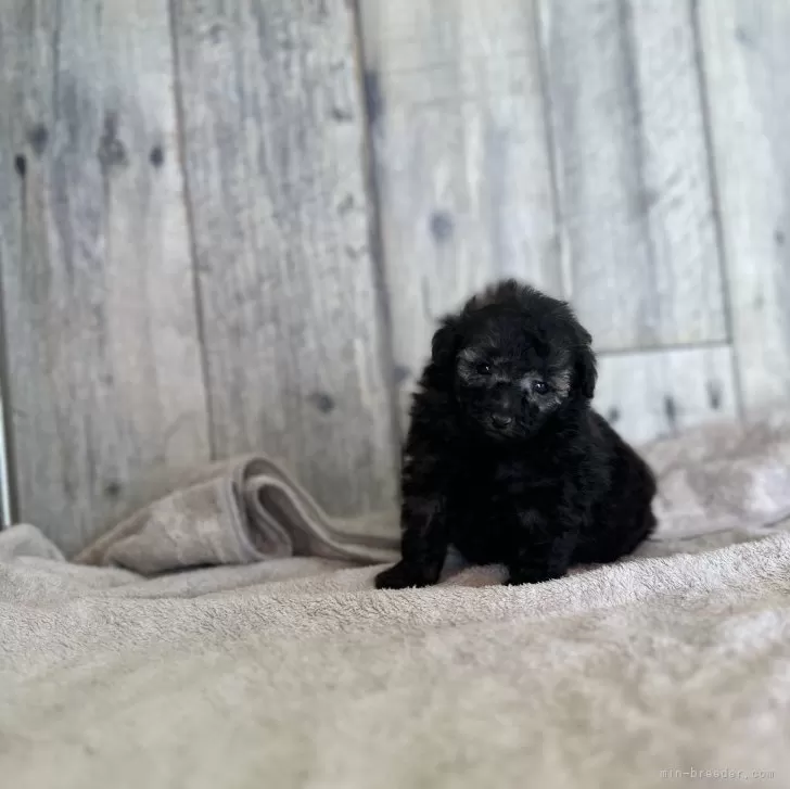 ID:2407-08264の子犬