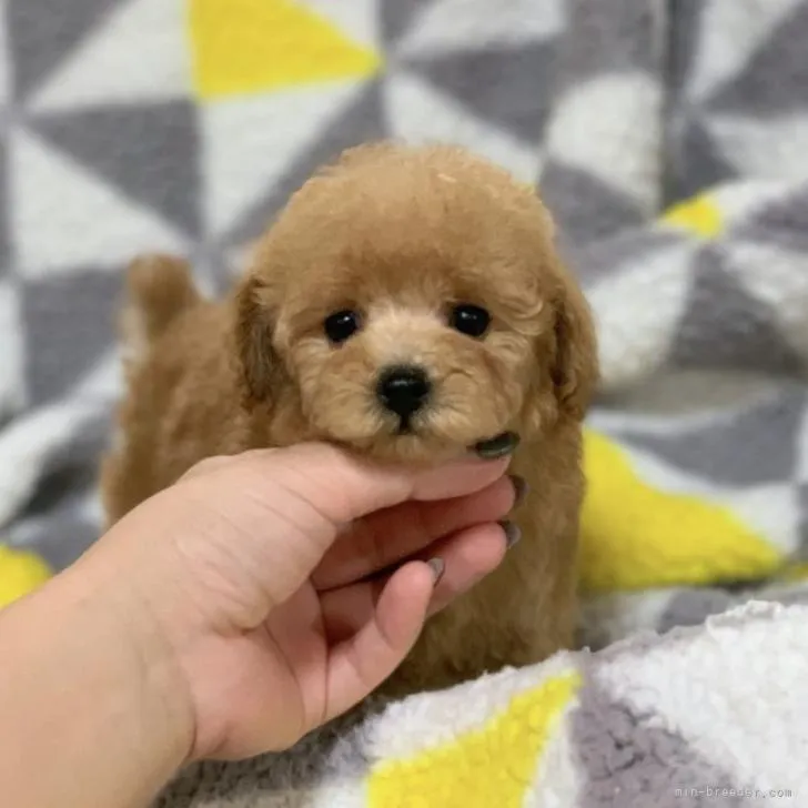 ID:2210-00197の子犬
