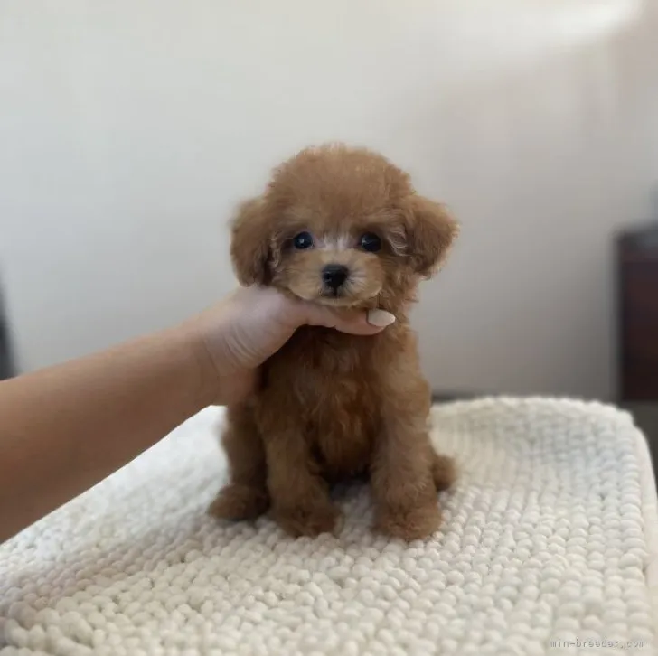 ID:2310-06048の子犬
