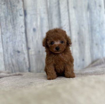 トイプードル(ティーカップ)【岡山県・男の子・2024年6月10日・レッド】の写真「ちびちびサイズの激かわboy」