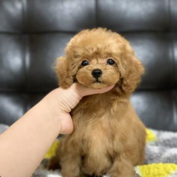 トイプードル(ティーカップ)【岡山県・男の子・2022年8月16日・レッド】の写真「お顔が可愛い男の子です」