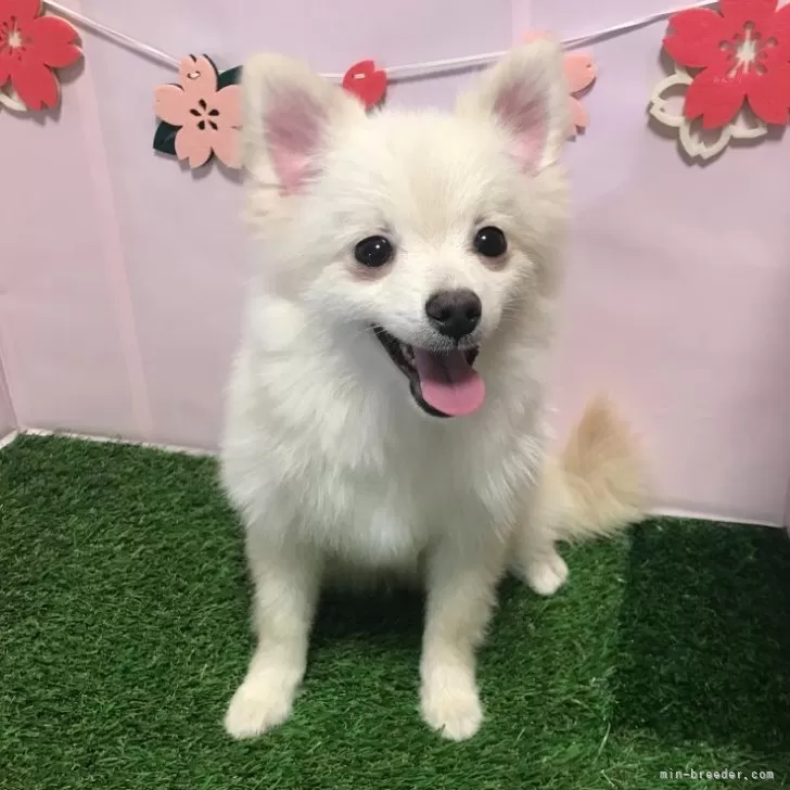 ID：2311-04720の子犬