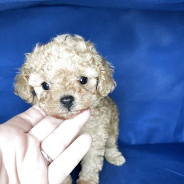 トイプードル(トイ)【和歌山県・女の子・2025年9月24日・レッドフォン】の写真「抱っこ大好き❤甘えん坊ちゃん」