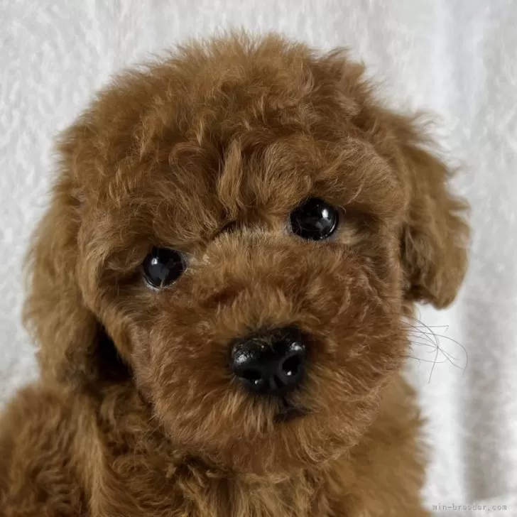 ID:2409-02806の子犬