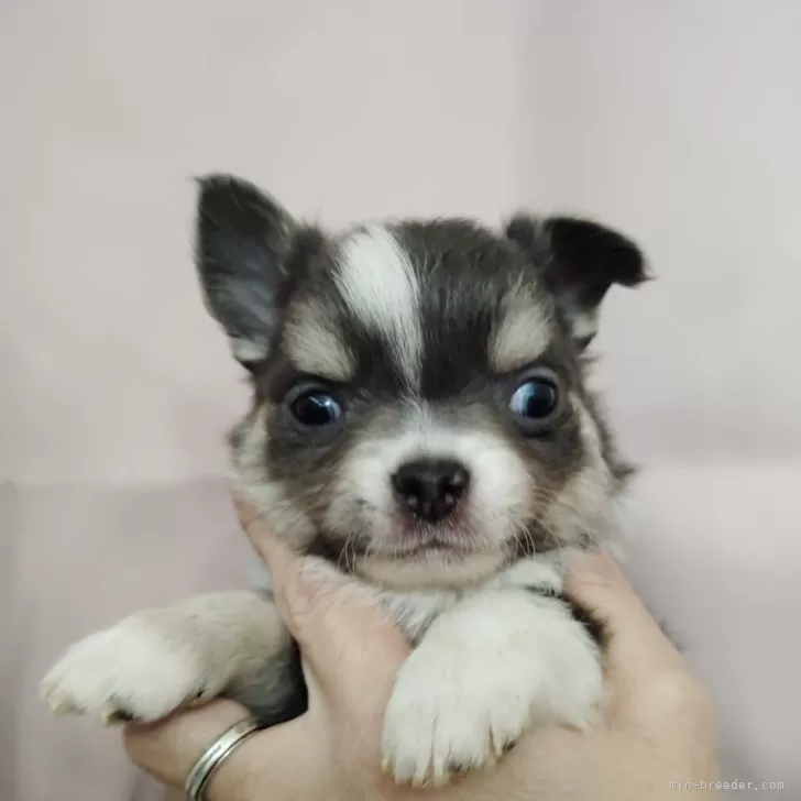 白石 様のお迎えした子犬
