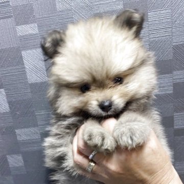 ポメラニアン【愛媛県・男の子・2025年4月2日・ウルフセーブル】の写真「5月27日迄の募集にします✨✨」