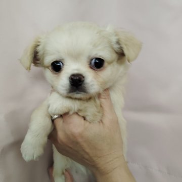 チワワ(ロング)【愛媛県・女の子・2024年12月31日・クリーム】の写真「週末限定で３万円お値引き✨✨」