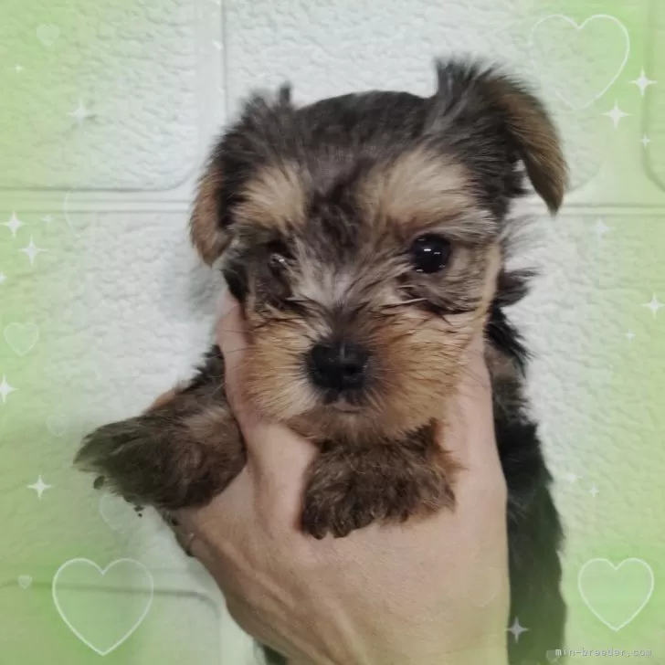 ID:2409-05557の子犬
