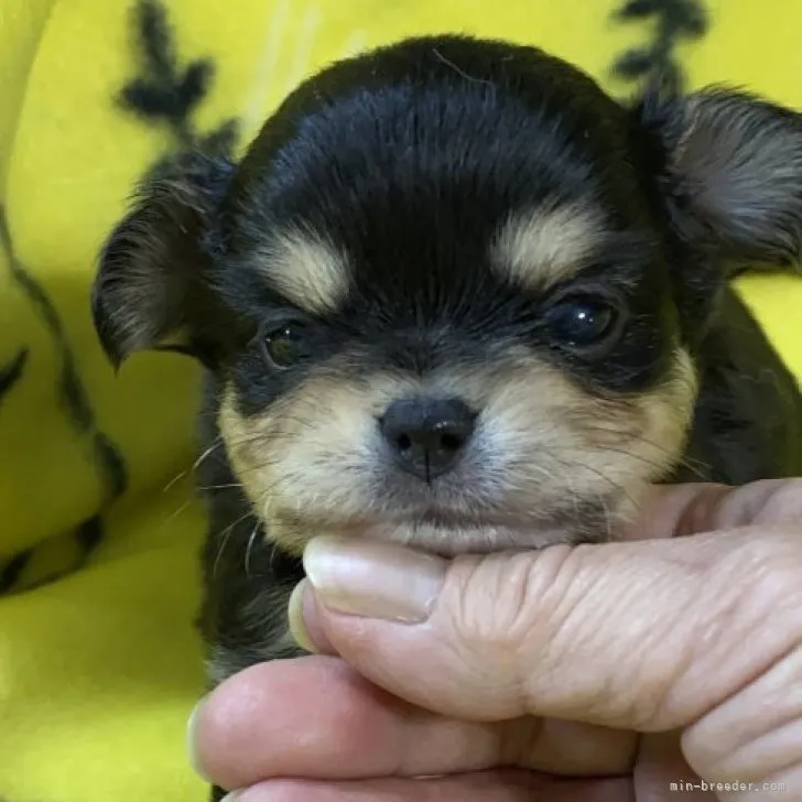 ID:2303-04604の子犬