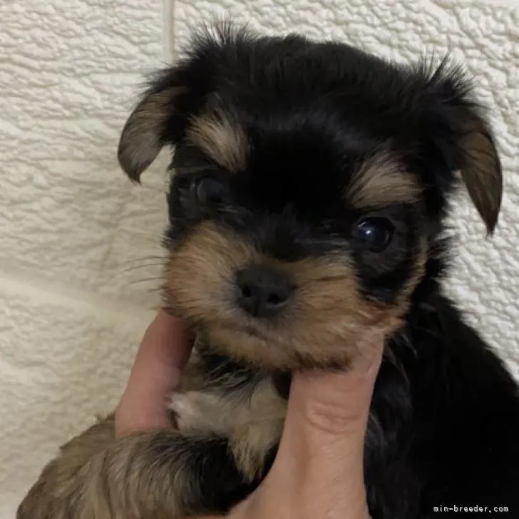ID:2207-01144の子犬