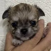 チワワ(ロング)【愛媛県・男の子・2023年7月16日・フォーン】の写真1