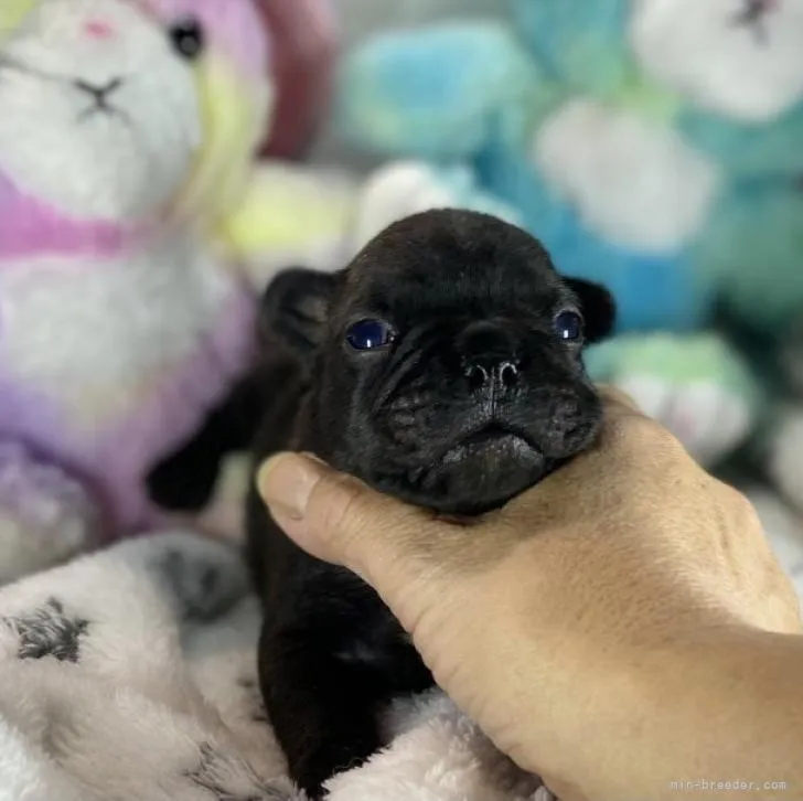 ID:2210-04365の子犬