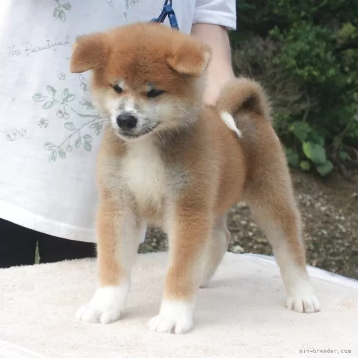 秋田犬【宮城県・男の子・2025年7月11日・赤毛】の写真1