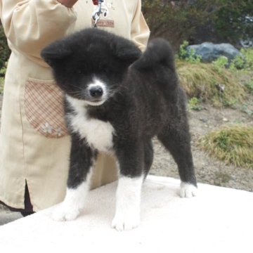 秋田犬【宮城県・男の子・2025年1月19日・虎毛】の写真「活発な男の子です。」