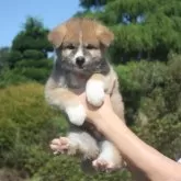 秋田犬