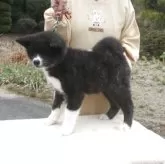 秋田犬【宮城県・男の子・2025年1月19日・虎毛】の写真3