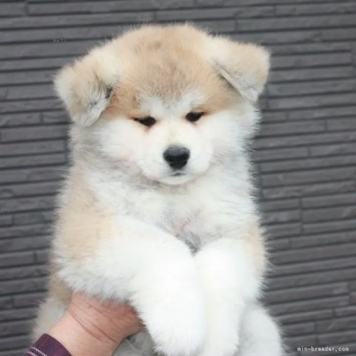 ID：2311-02960の子犬