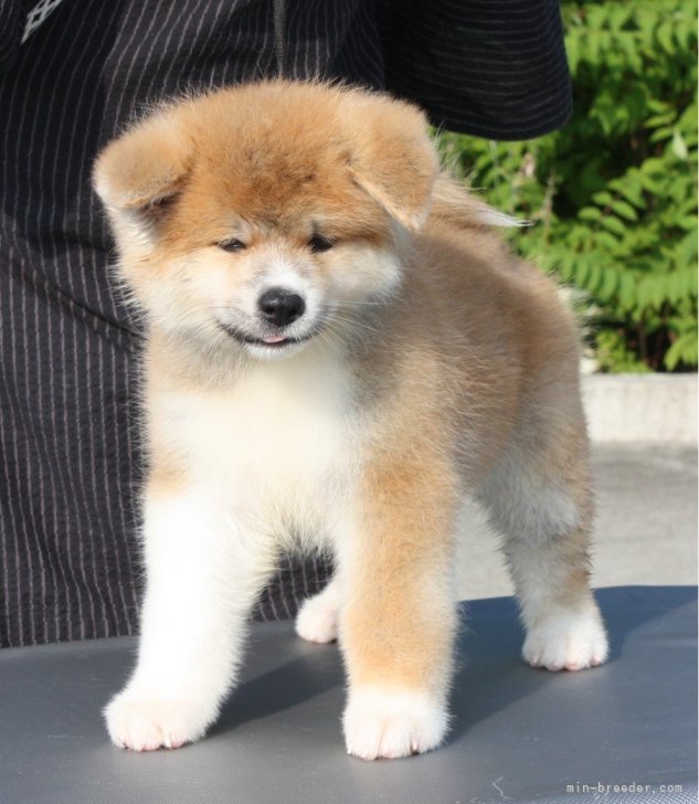 68+ 图片 秋田 犬 新的 6 秋田犬【宮城県・男の子・2023年6月2日・赤毛】活発で元気な男の子です。|みんなのブリーダー(子犬ID:2307-06575)