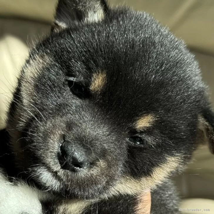 Y.A 様のお迎えした子犬