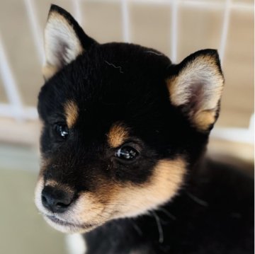 柴犬(豆柴)【東京都・男の子・2025年9月21日・黒】の写真「ご飯をよく食べて健康的な男の子」