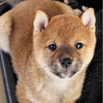 柴犬(豆柴)【東京都・女の子・2025年9月21日・赤】の写真「おっとりとした女の子
ママが大好きな甘えん坊」