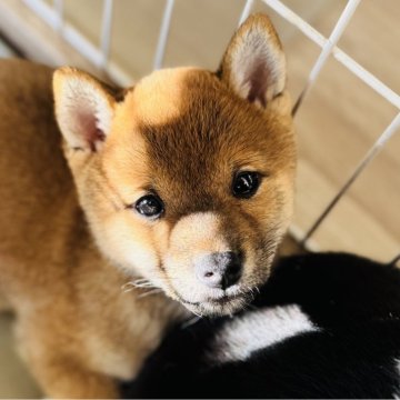 柴犬(豆柴)【東京都・女の子・2025年9月21日・赤】の写真「好奇心旺盛な元気な女の子です」