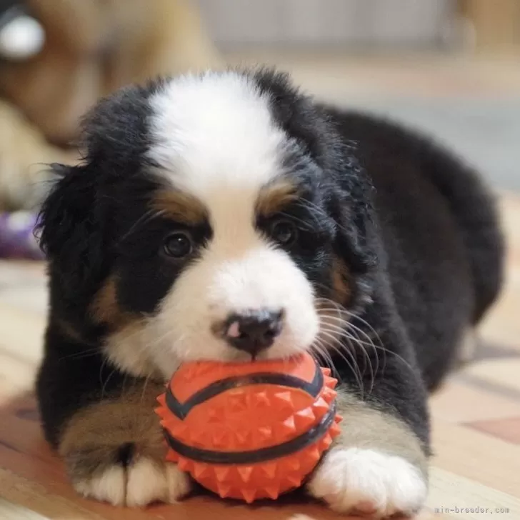 ID:2409-07137の子犬