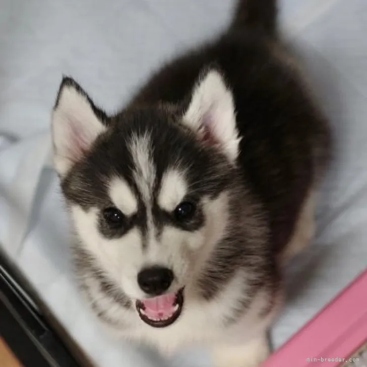 ID:2303-00288の子犬