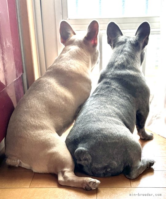ゴールド＆シルバーのとっても綺麗なカラーのレア親子🥰❣️✨️｜坂本　真一(さかもと　しんいち)ブリーダー(福岡県・フレンチブルドッグ・JKC登録)の紹介写真8