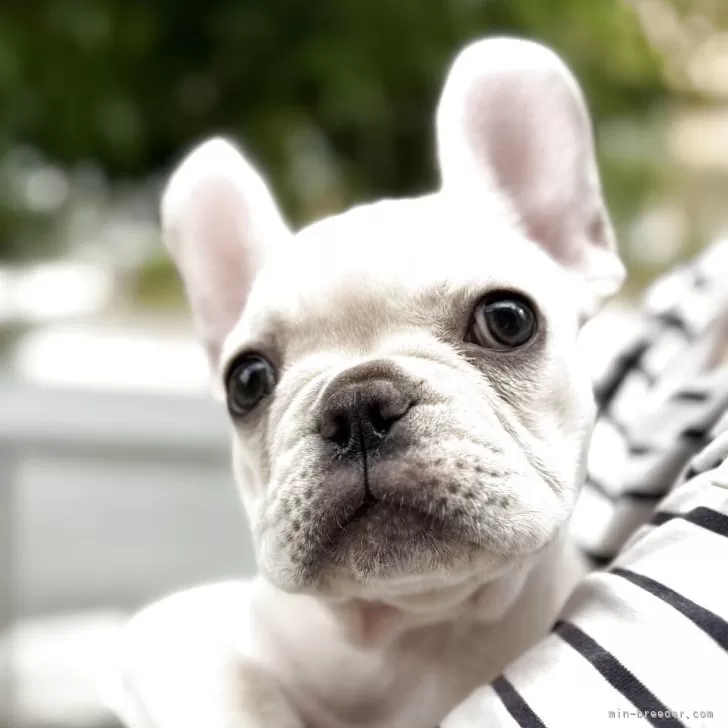 ID：2510-04745の子犬