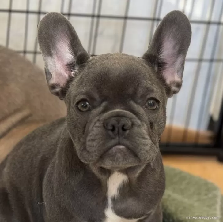 ID:2410-05676の子犬