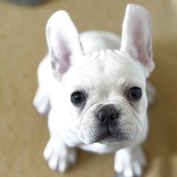 フレンチブルドッグ【福岡県・女の子・2025年8月22日・クリーム】の写真「ホワイトに近い毛色が素敵で目が大きな美人さん❣️✨」