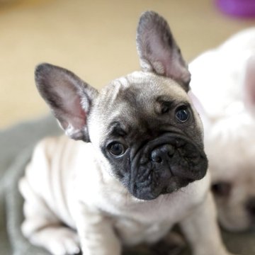 フレンチブルドッグ【福岡県・女の子・2025年8月22日・フォーン】の写真「ブラックマスクが特徴的でお目目クリクリの美人さん」