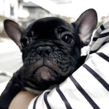 フレンチブルドッグ【福岡県・女の子・2025年8月22日・ブリンドル(ブラック)】の写真「真っ黒毛並みツヤツヤの美人さん❣️✨️」