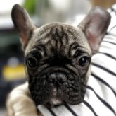 フレンチブルドッグ