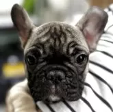 フレンチブルドッグ【福岡県・女の子・2025年8月22日・ブラックマスクフォーン】の写真1「整ったお顔のアイドル系美人さん❣️✨️」