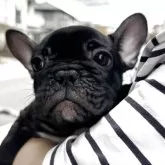 フレンチブルドッグ【福岡県・女の子・2025年8月22日・ブリンドル(ブラック)】の写真1「真っ黒ツヤツヤ毛並みが素敵な美人さん❣️✨️」